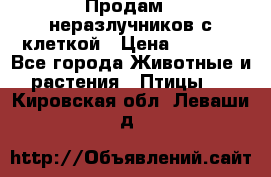 Продам 2 неразлучников с клеткой › Цена ­ 2 500 - Все города Животные и растения » Птицы   . Кировская обл.,Леваши д.